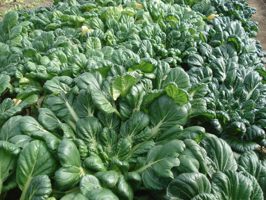 Tatsoi.jpg