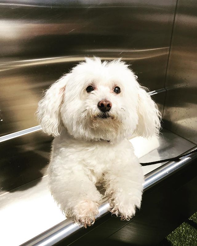 Lucy enjoying a warm bath here at Empire at Burton Way! Happy National Puppy Day! #beverlyhills #nationalpuppyday #puppylife #empireatburtonway #empirepropertygroup