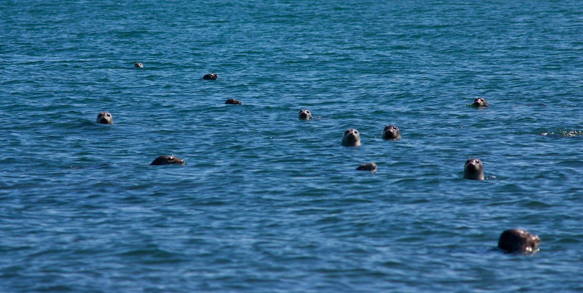 seals in water fishers island.png