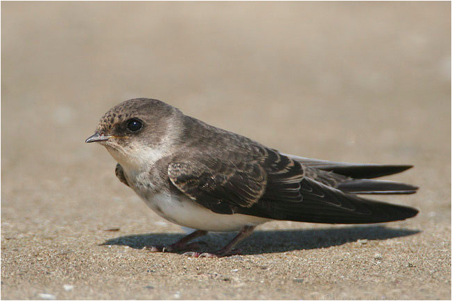 Flora - bank swallow.png