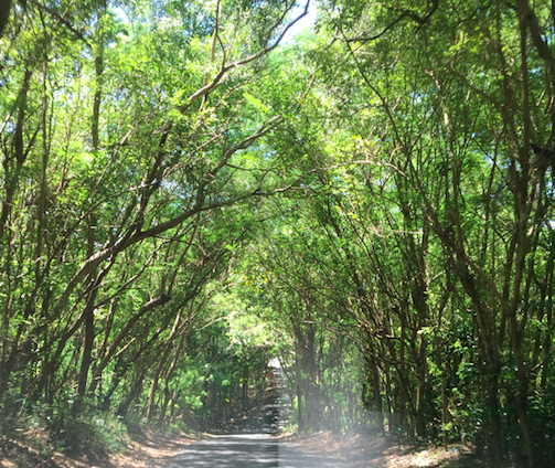 18 sept kol nidre trees.png