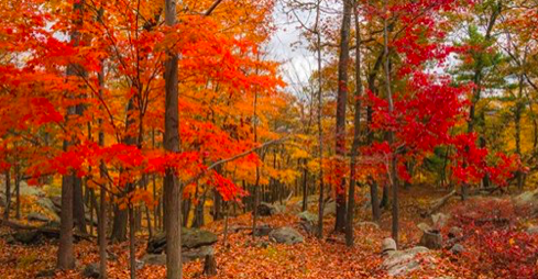 19 sept YK autumn trees.png