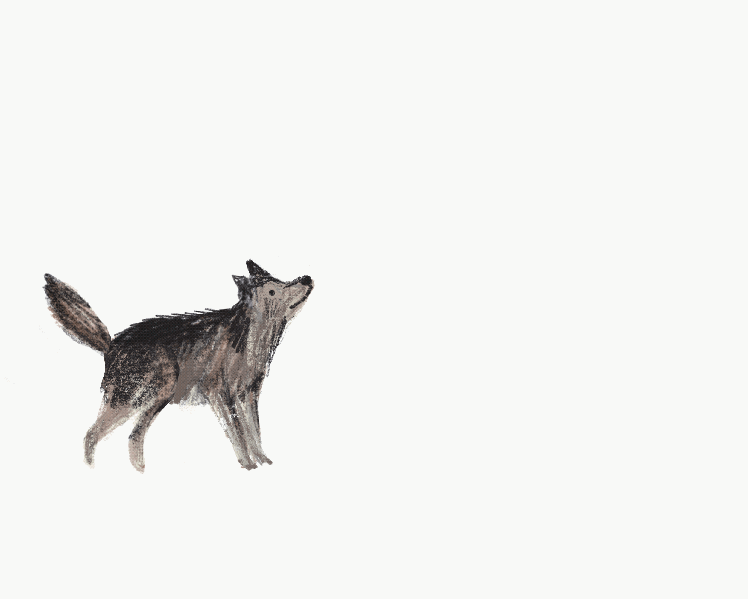 Black Wolf Running Gif