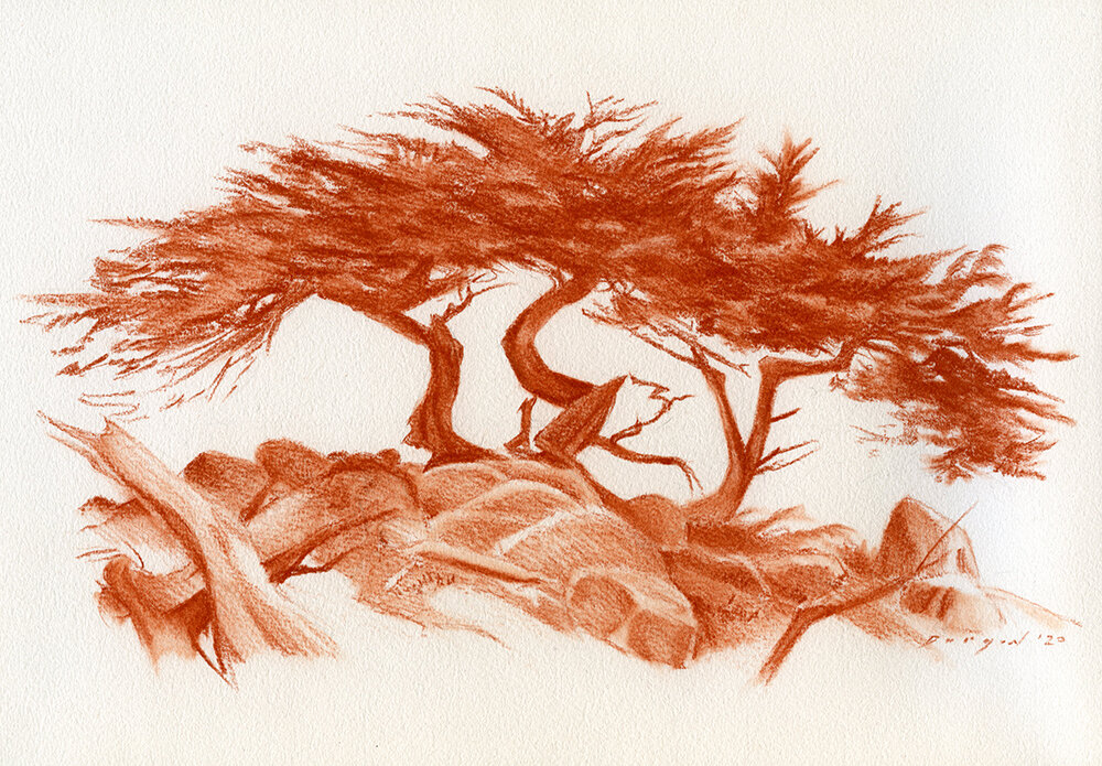 Cypress in Sanguine