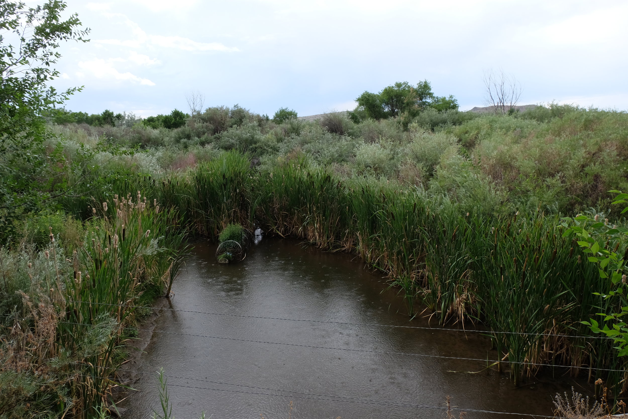 Riparian area downstream from wastewater treatment plant | Santa Fe, NM