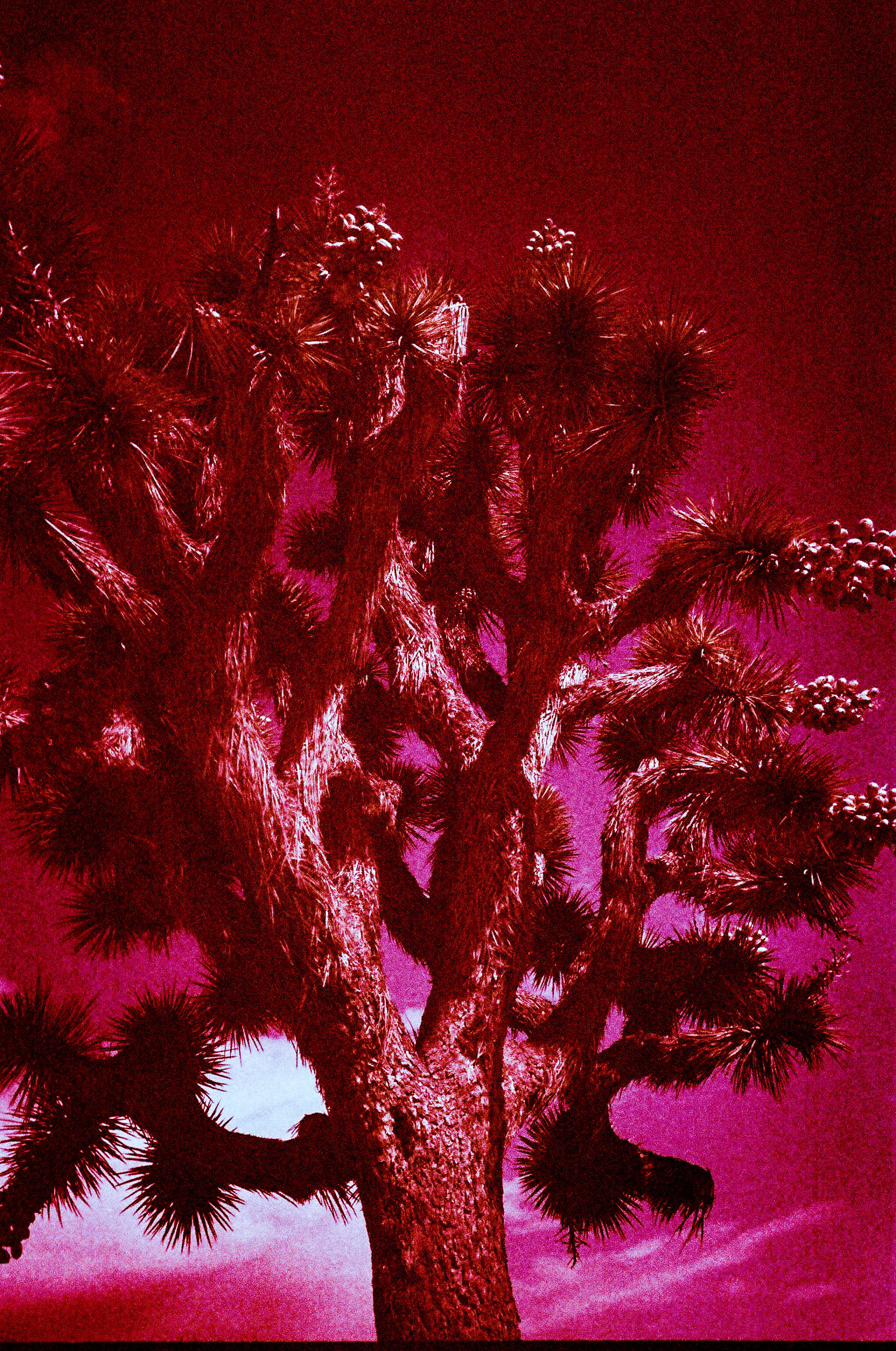 A joshua tree.jpg