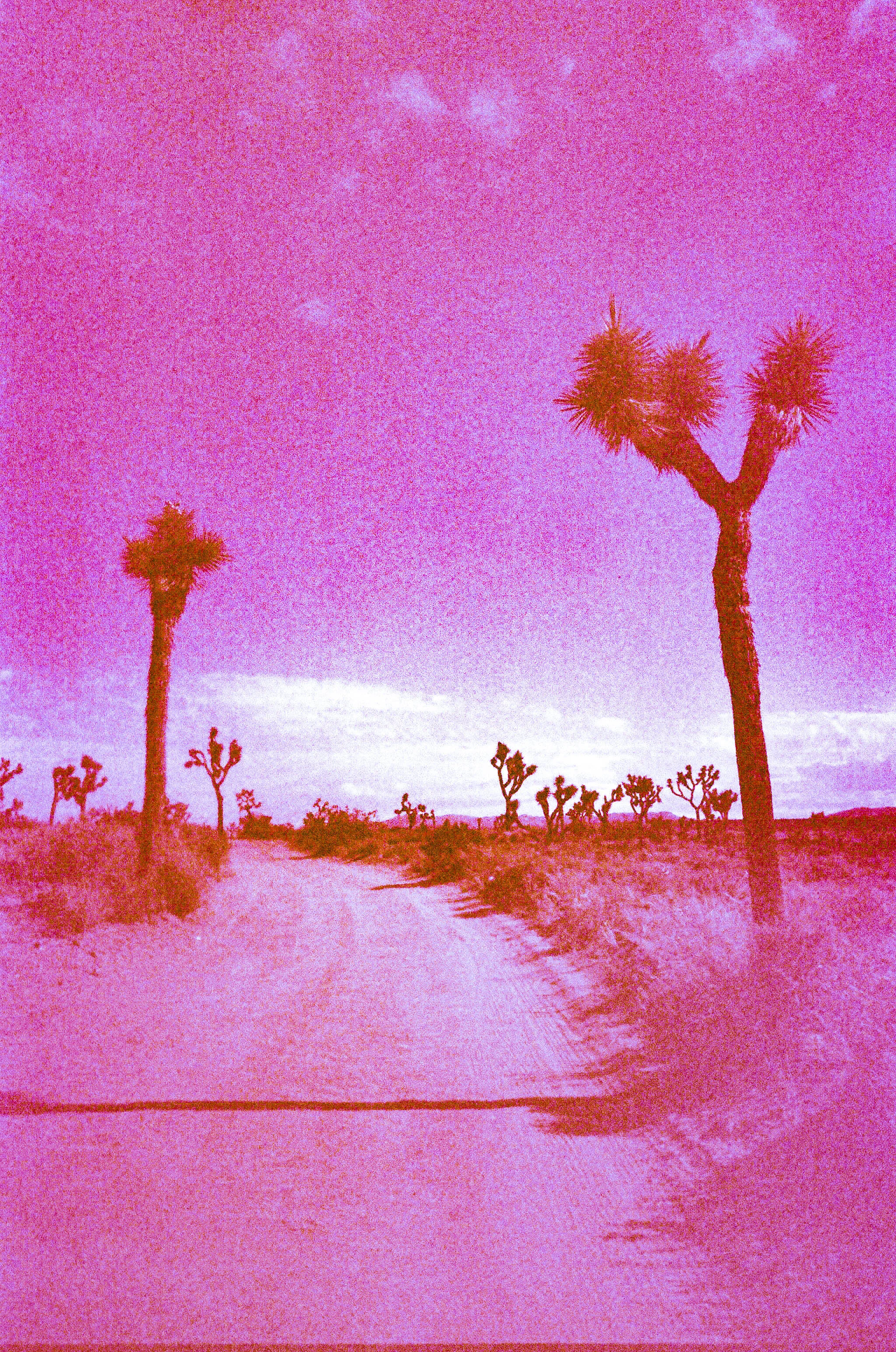 Joshua Tree Road.jpg