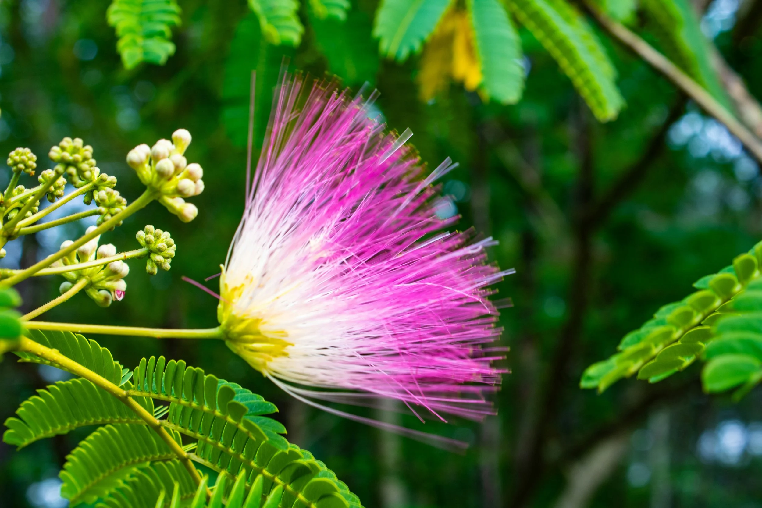 Pink mimosa flowerjpg.jpg