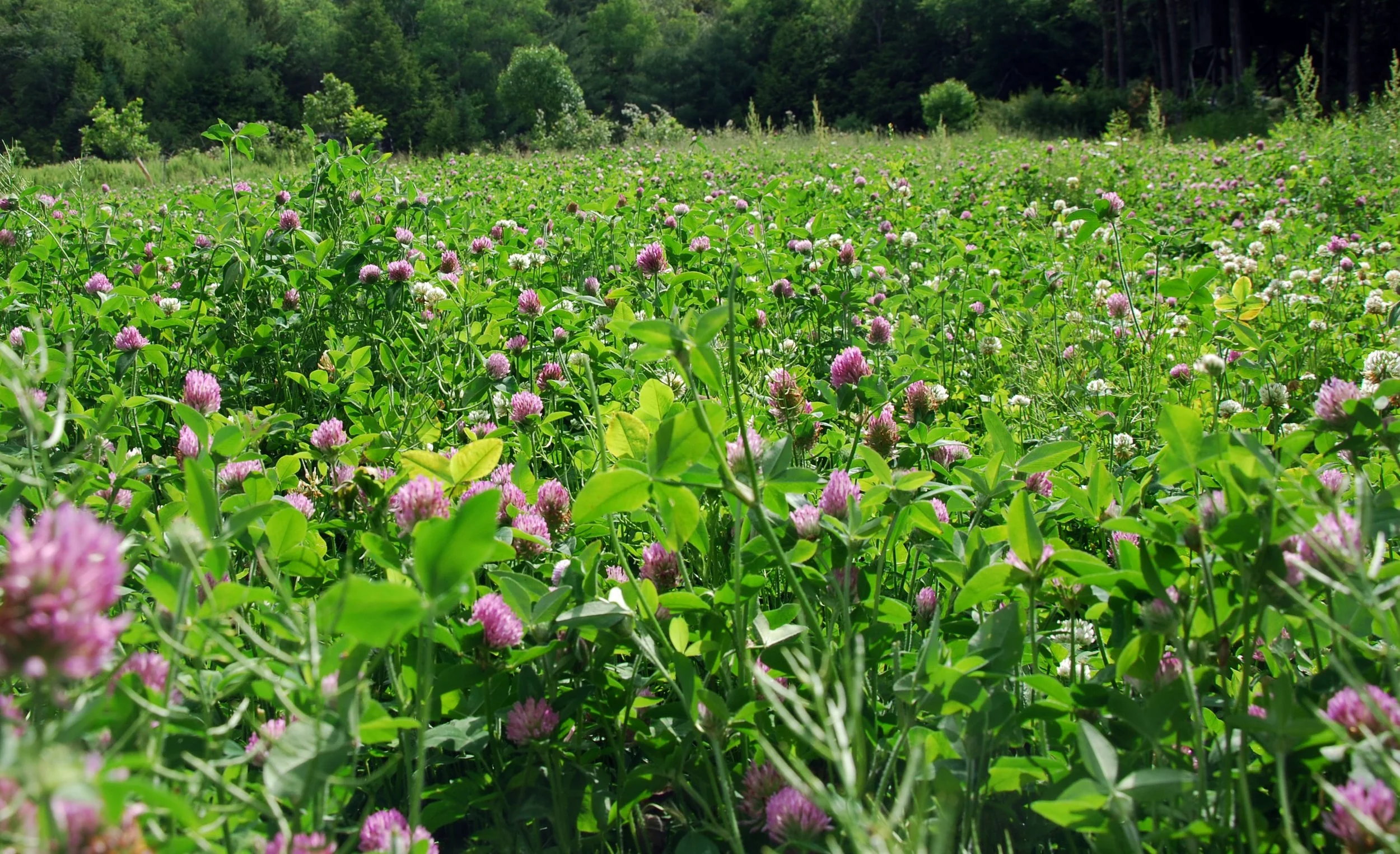 field of red clover.jpg