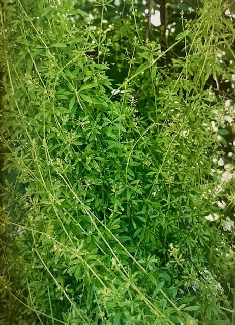 cleavers tangled bush flowering.jpg