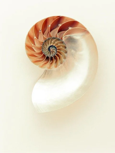 nautilus-1029360_640.jpg