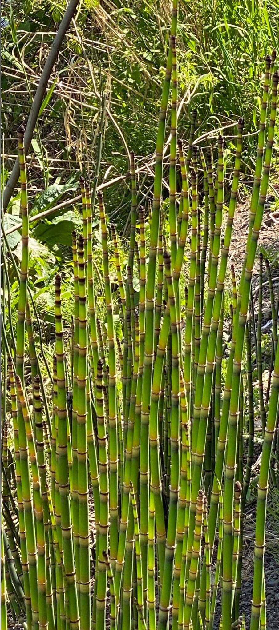 Bamboo-Rings-of-Fire_plus-2s.jpg