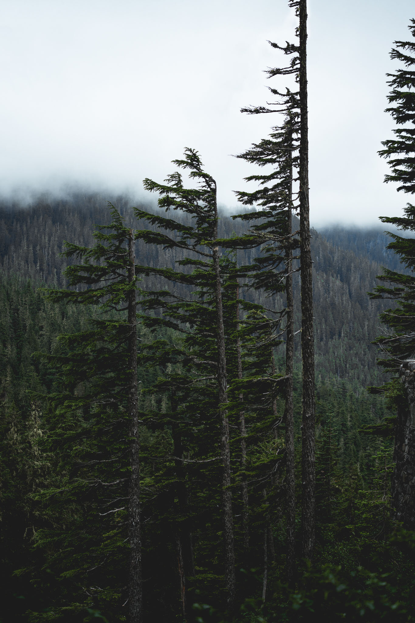 Mt Rainier Trees-2-2.jpg