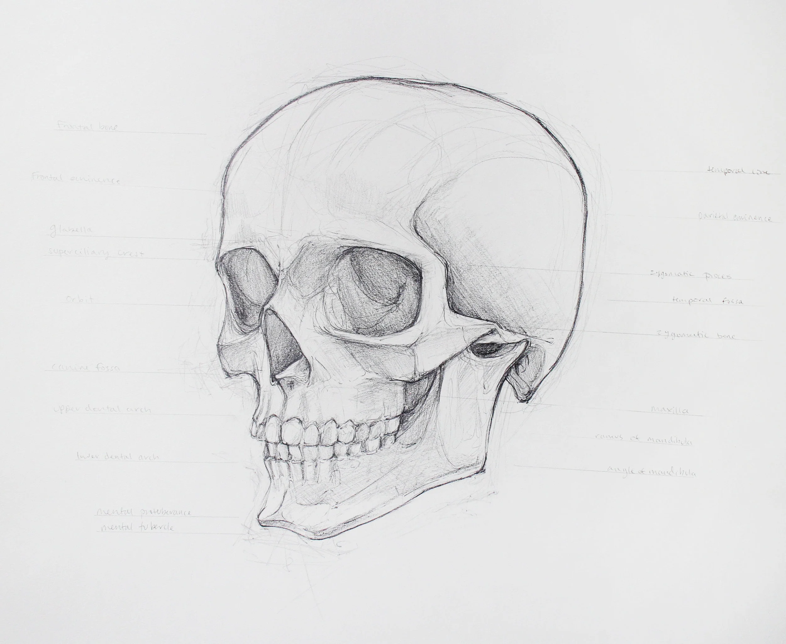 skull.jpg