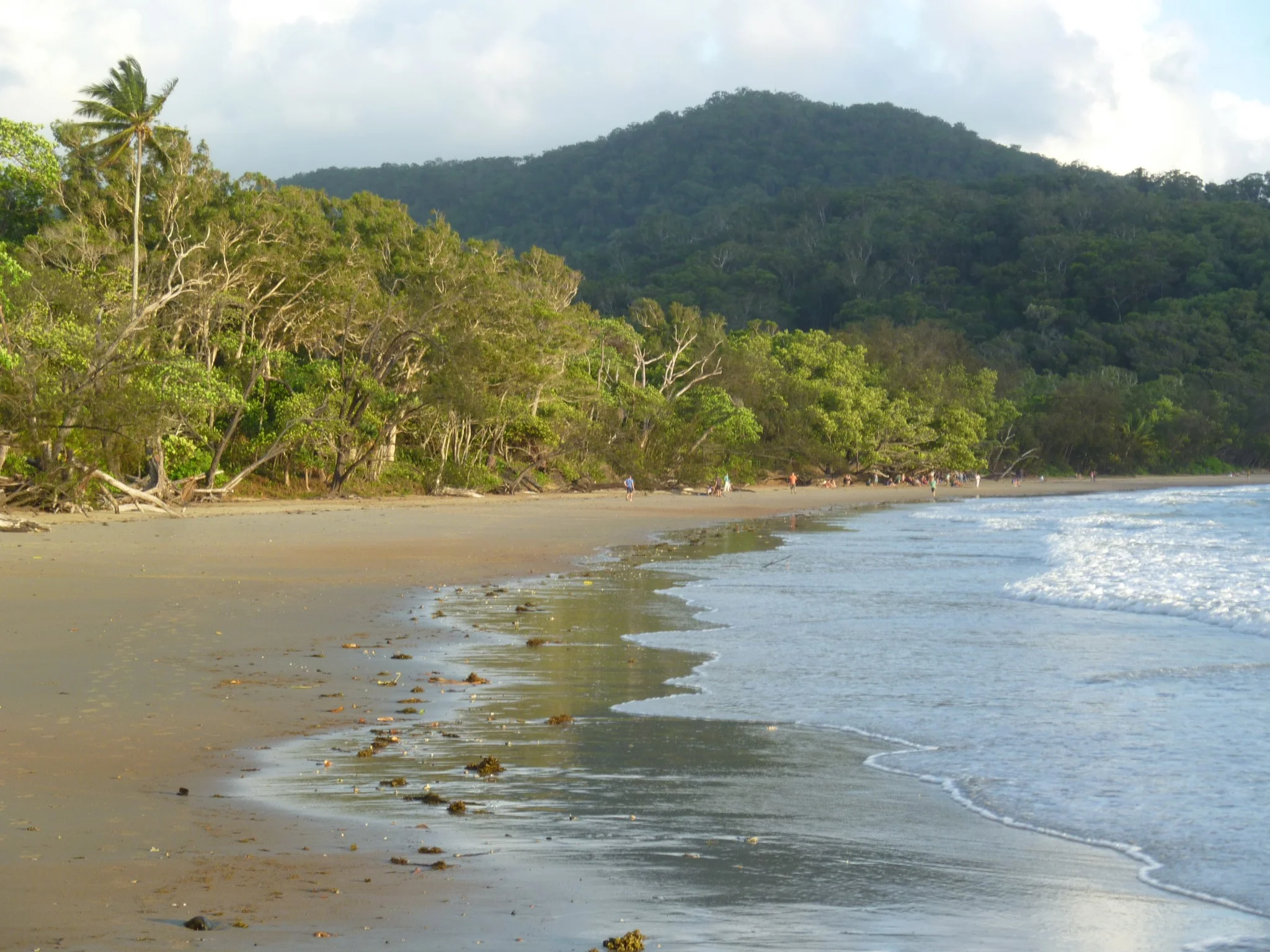Wompoo Daintree 5.jpg
