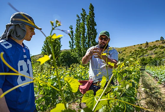 Team members of Viticultura working at Georgetown Vineyard.