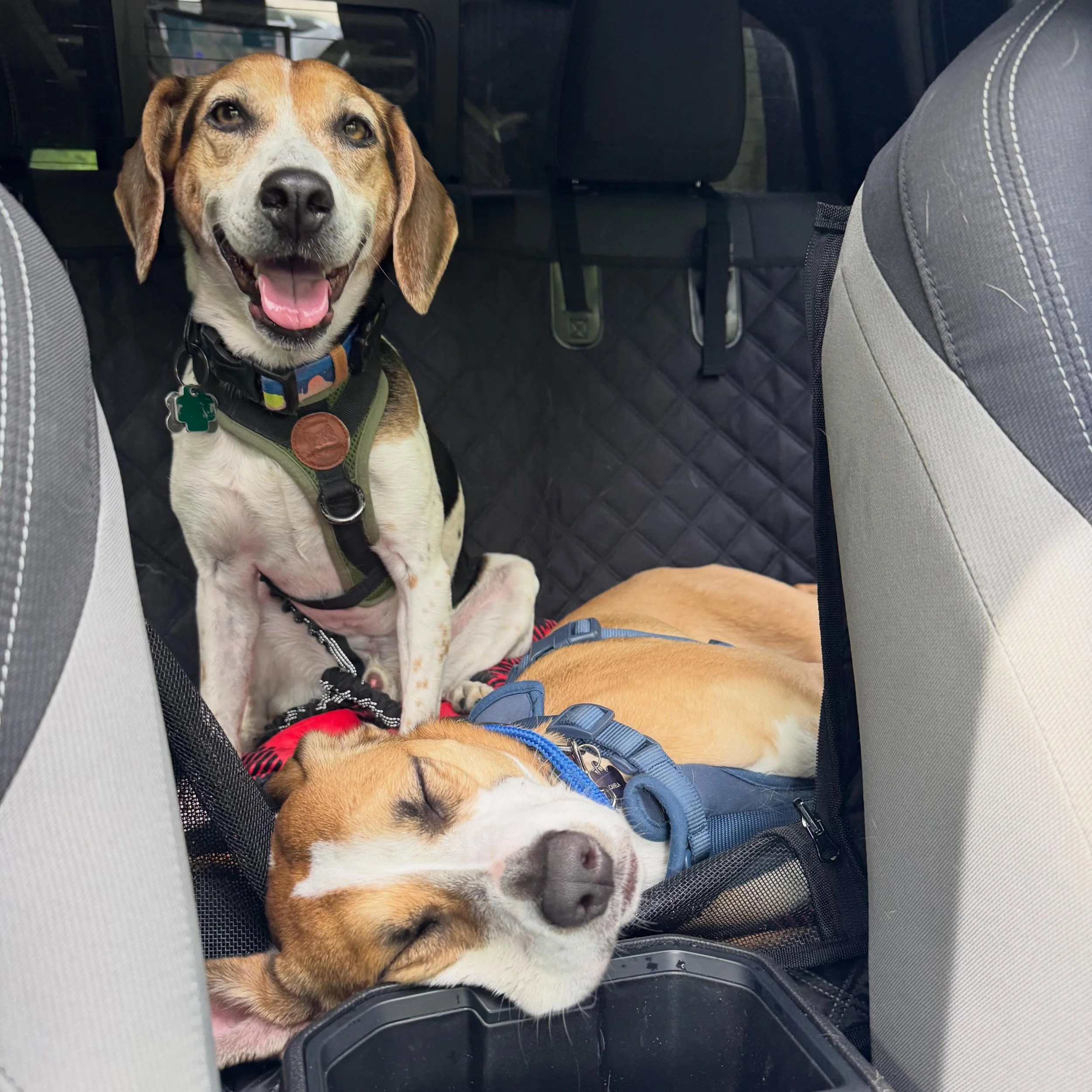 After a good hike, you take a good nap!

We&rsquo;re headed across the country but took a break day to give these pups some time out of the car. This was on the way back to camp from the trailhead. I think they had a good time!

#liveriveted #airstre