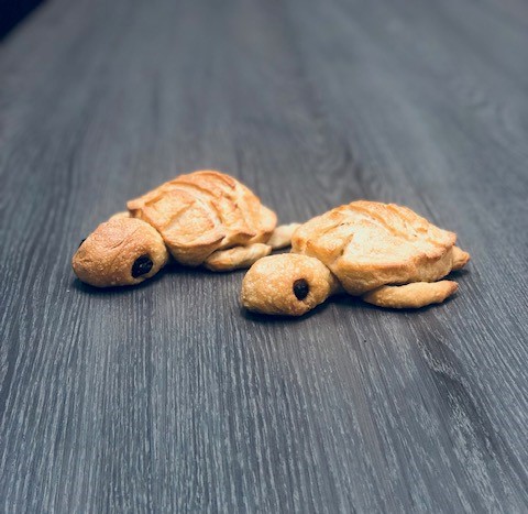 turtle.jpg
