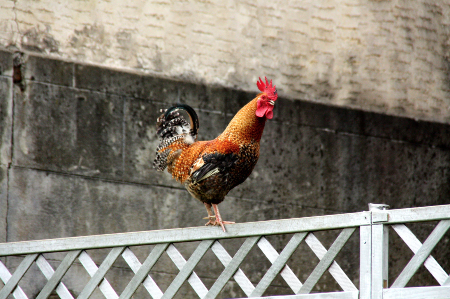 Work Cage Free