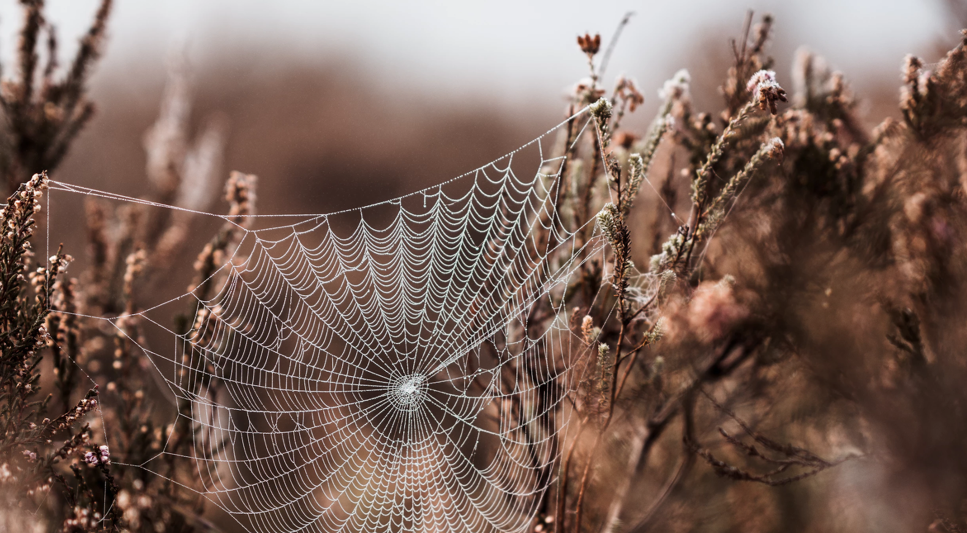 Lying: Deceit, Deception, Dissimulation