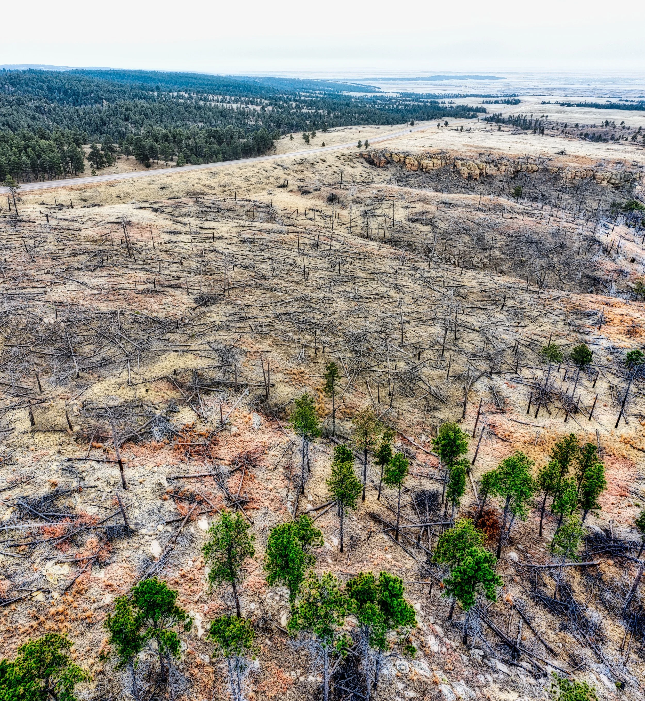 Living On The Edge: The Vulnerable Beauty of American Western Conifer Ecosystem