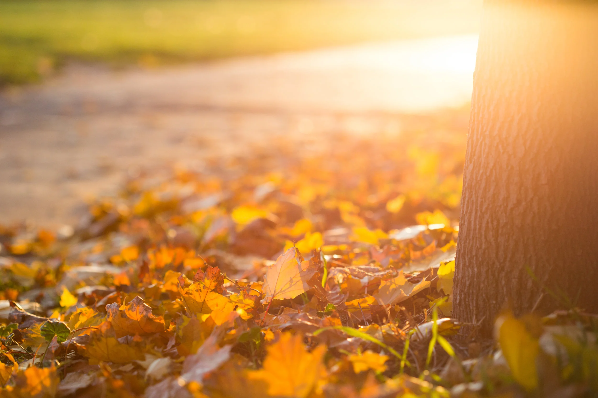 fall-autumn-leaves-on-the-ground-picjumbo-com.jpg