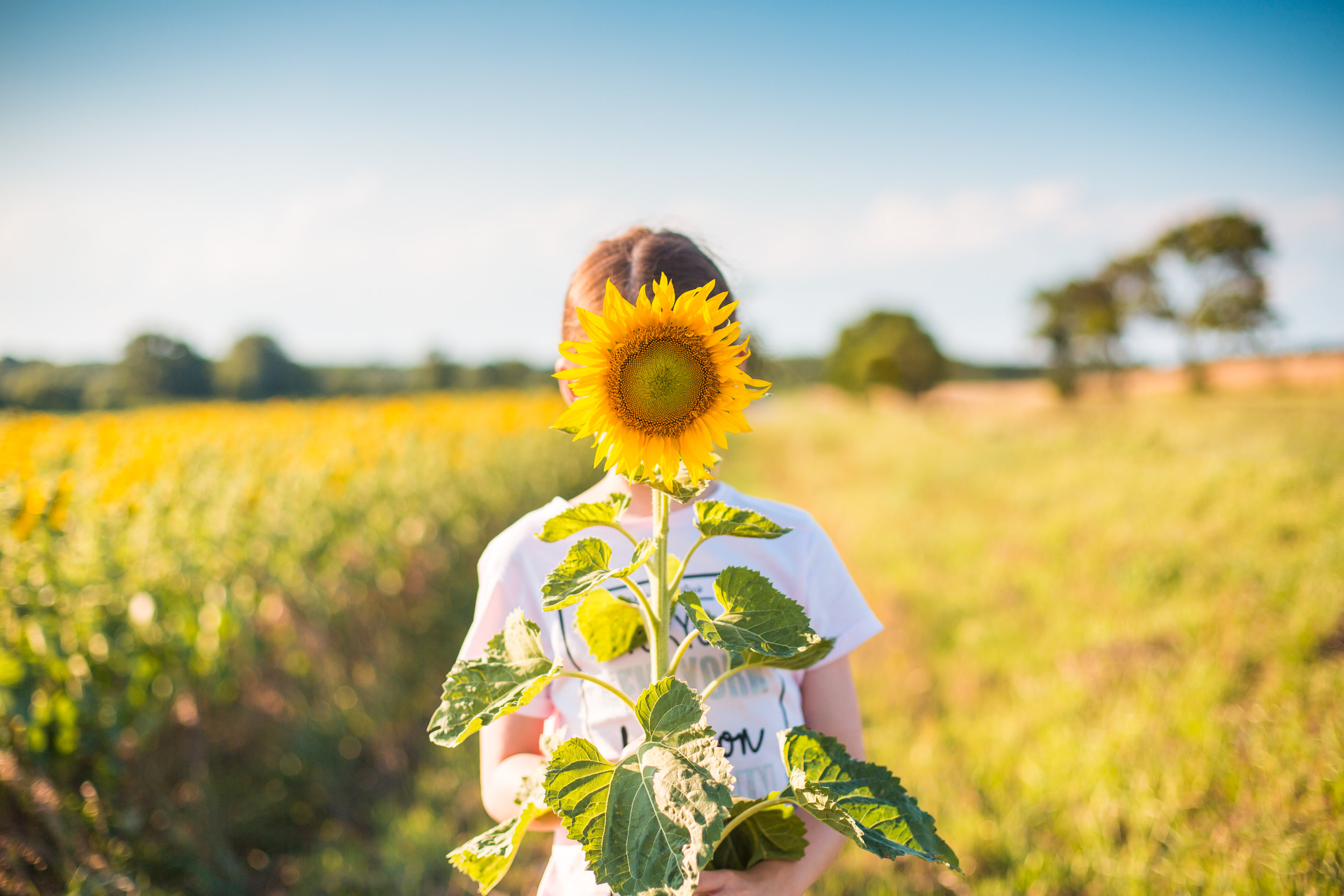 little-girl-with-sunflower-in-a-sunflower-field-picjumbo-com.jpg