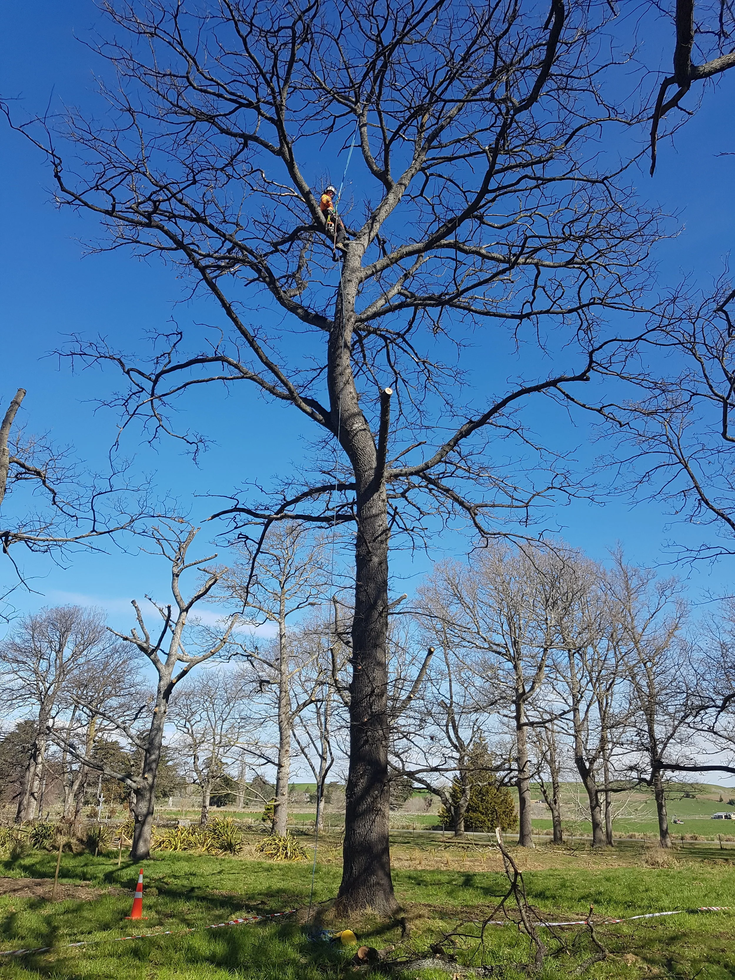 Jack deadwooding a large oak.jpg