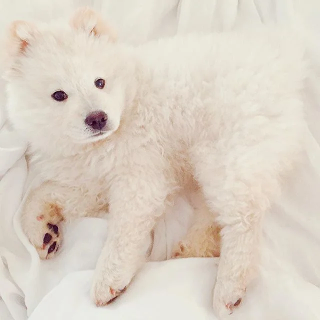 You love what you take care of.

I remember being told this in a conversation with my dad a few years ago. We were talking about dogs, a love for which we both share, and just how much work they really are after we got our own little ball of fluff (L