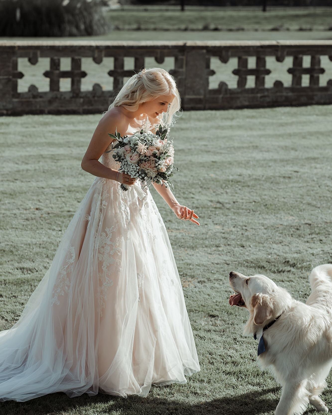 THE GOOD DOG // Such a dream having your best dog with you. 

Wedding: D&amp;C, September 2021
Photographer: @imogenevephotography 
Florist: @budandflower_ 

#balcombeplace #weddingvenue #sussexwedding #weddingdogs #bride #lovethatdress #weddingflowe