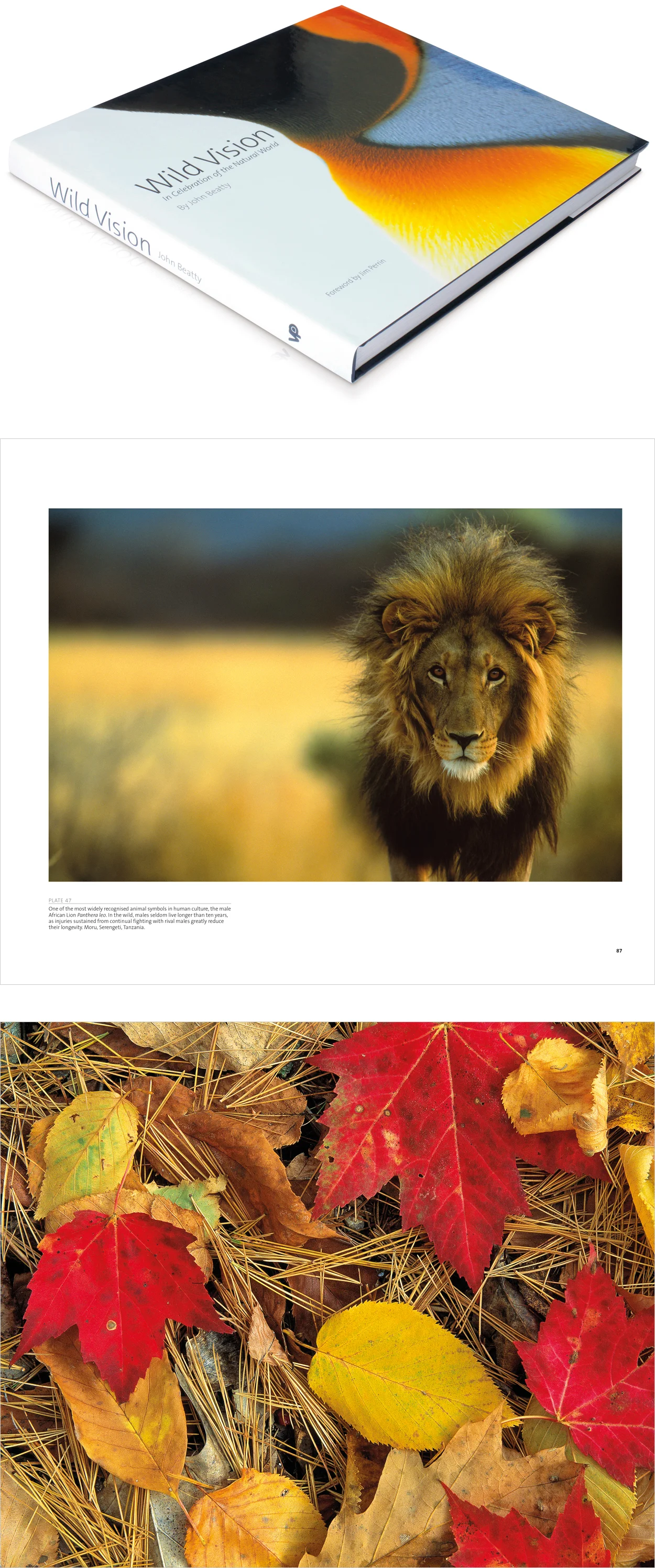 Images © John Beatty