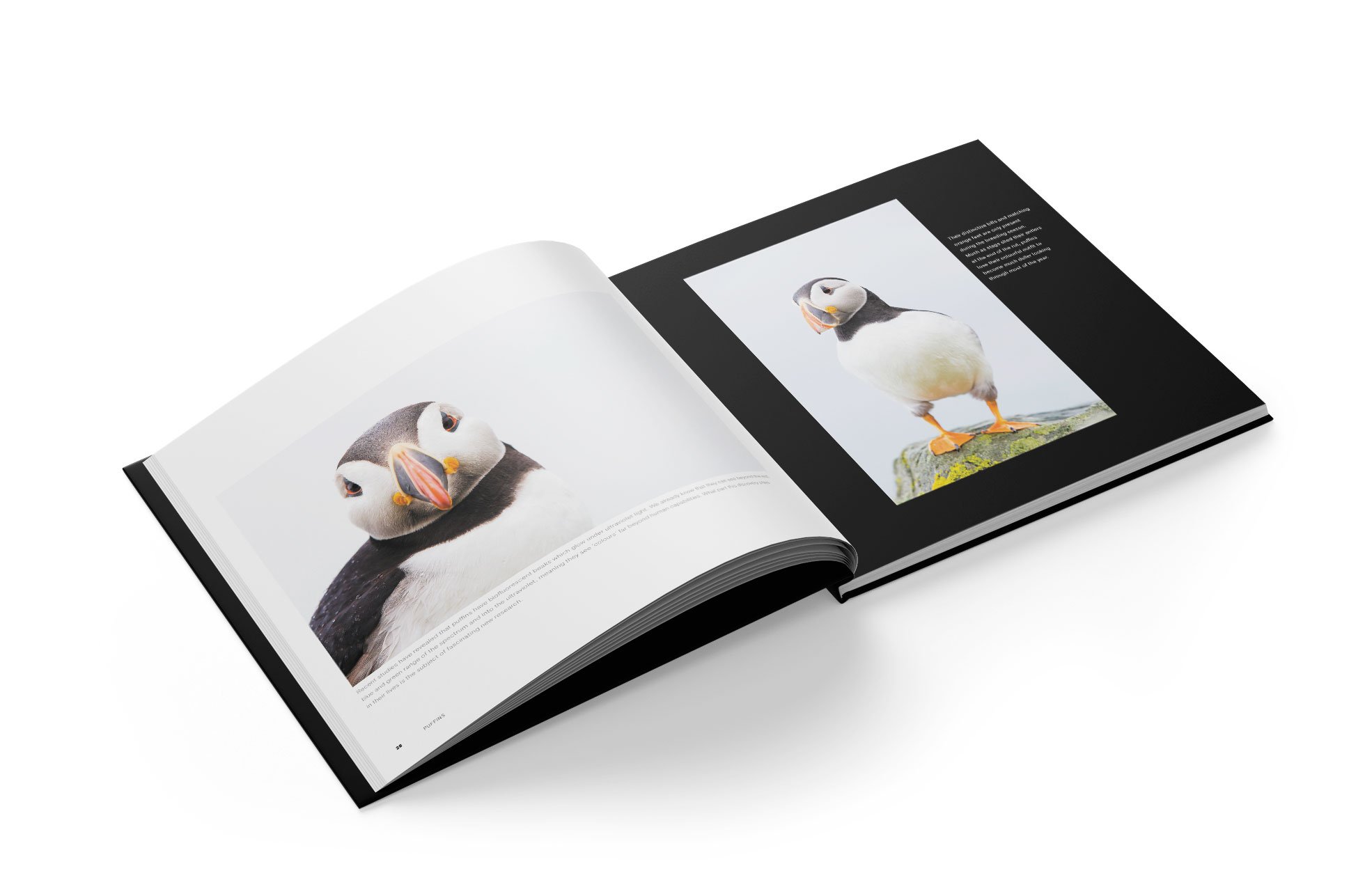 Puffins_06.jpg