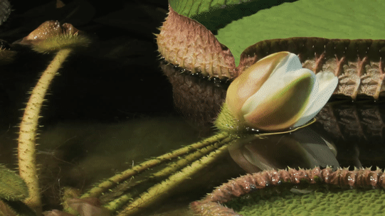 Film_Victoria_WaterLilly_L.gif