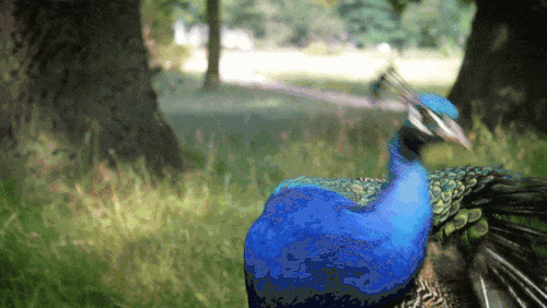 Film_peackock-looking-camera.gif