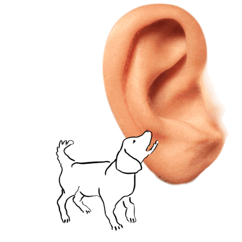 Process_comunication-dog-barking-to-dog-in-ear.gif