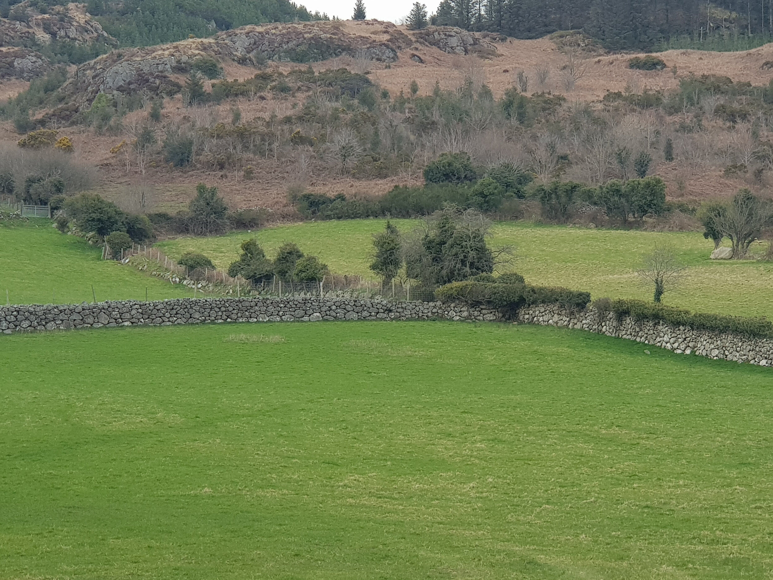 Feede , Ravensdale , Dundalk , Co.Louth .