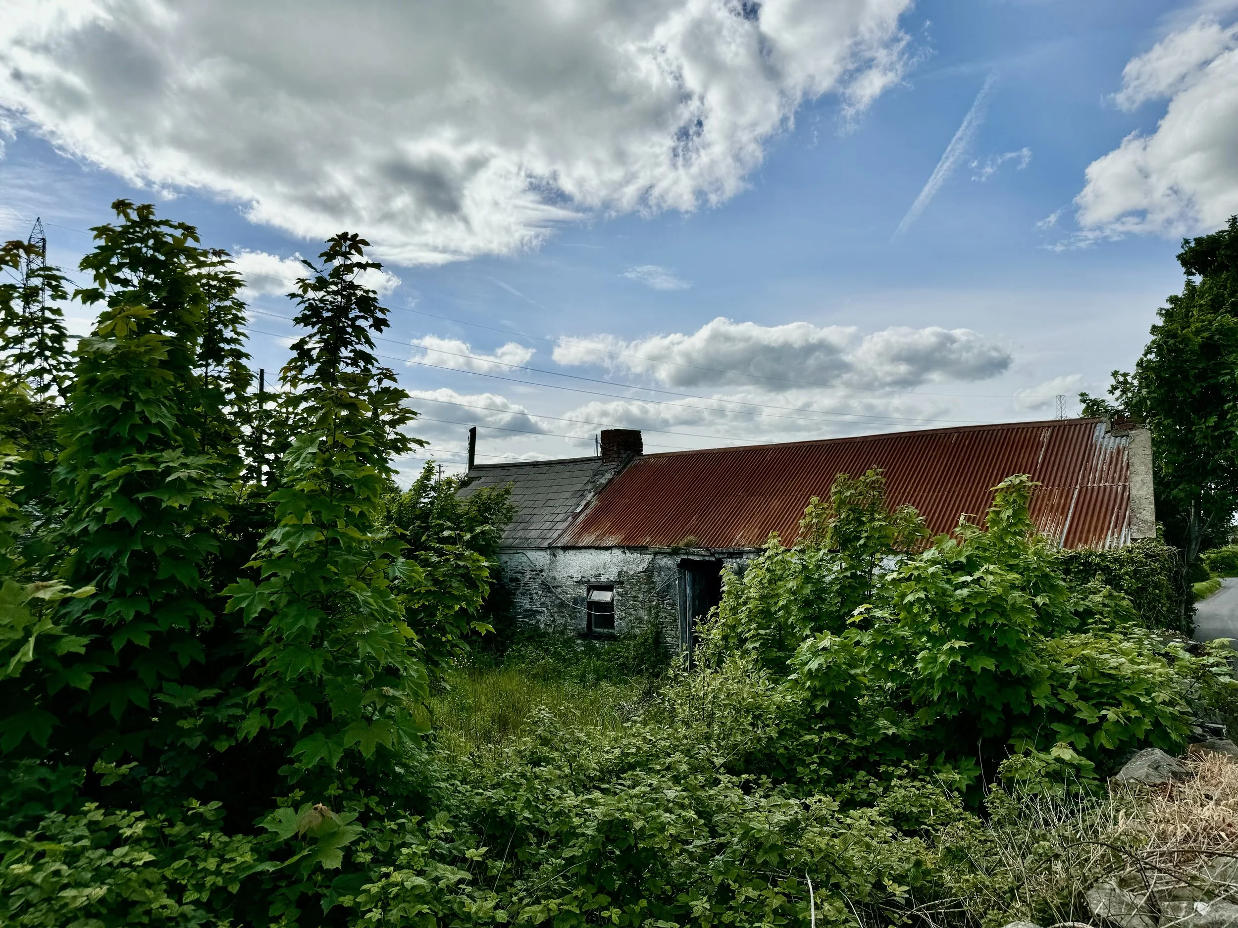 M. Hoey-11.jpg