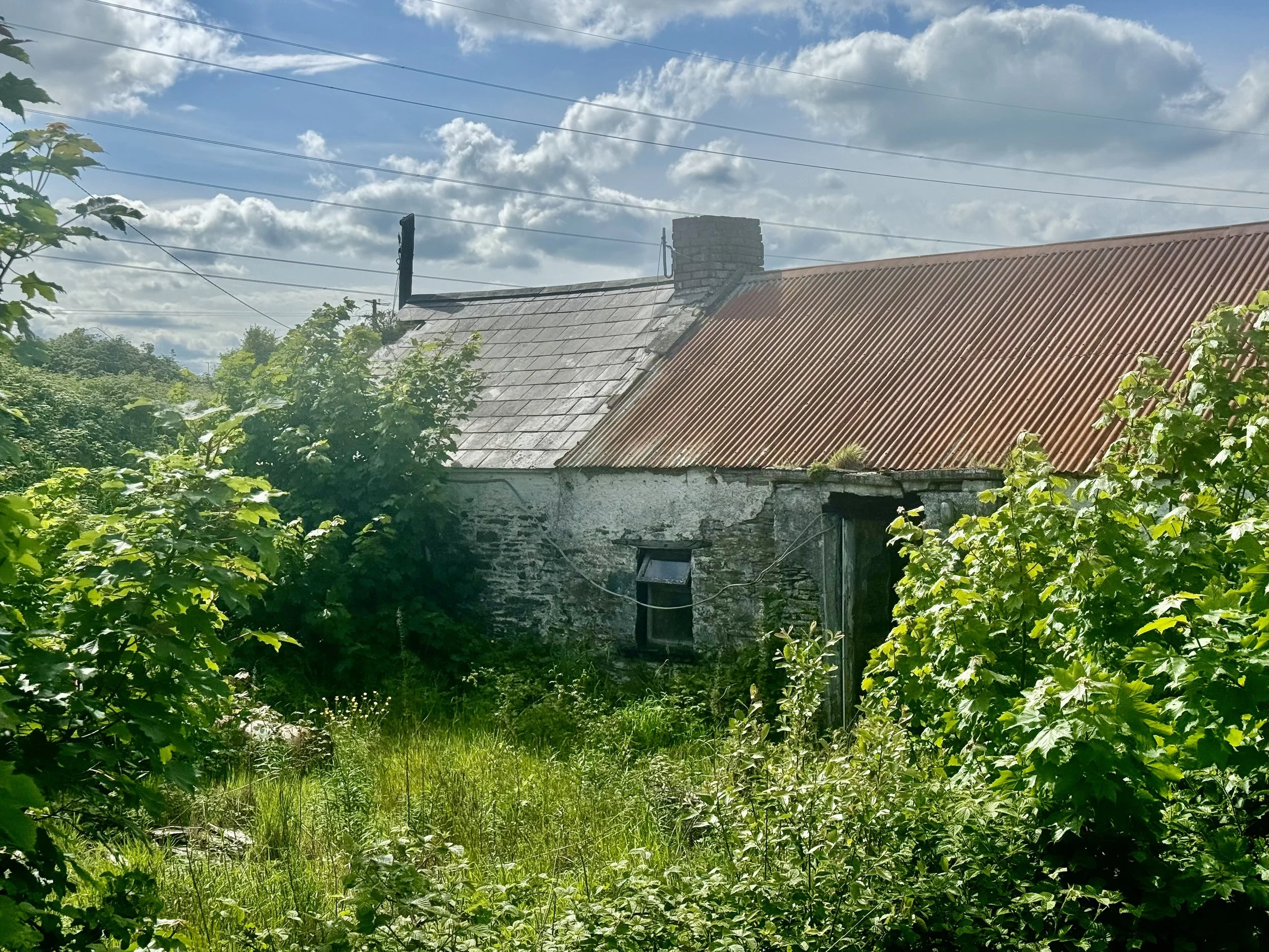 M. Hoey-4.jpg