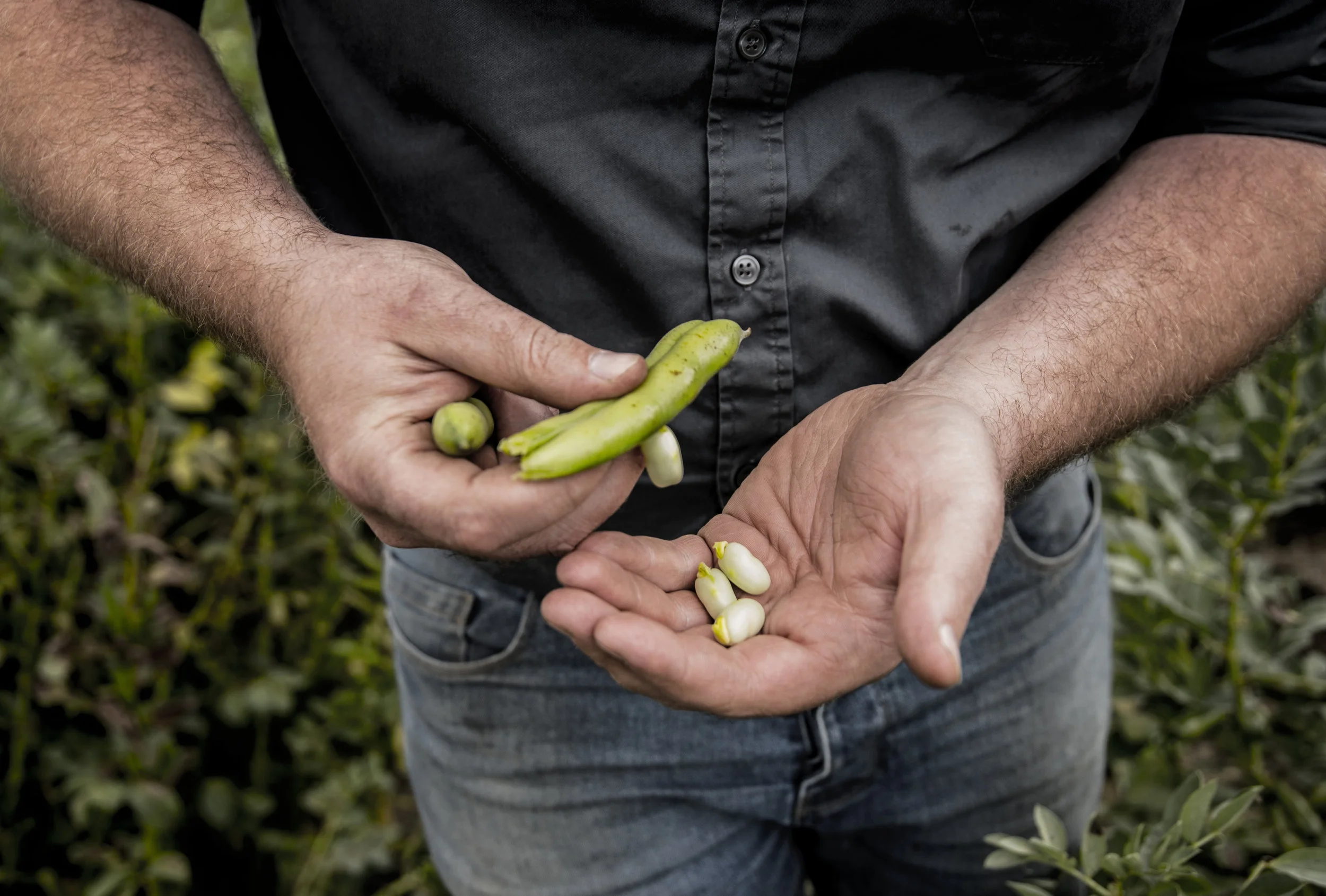 Hands_Beans_Full_Frame.jpg