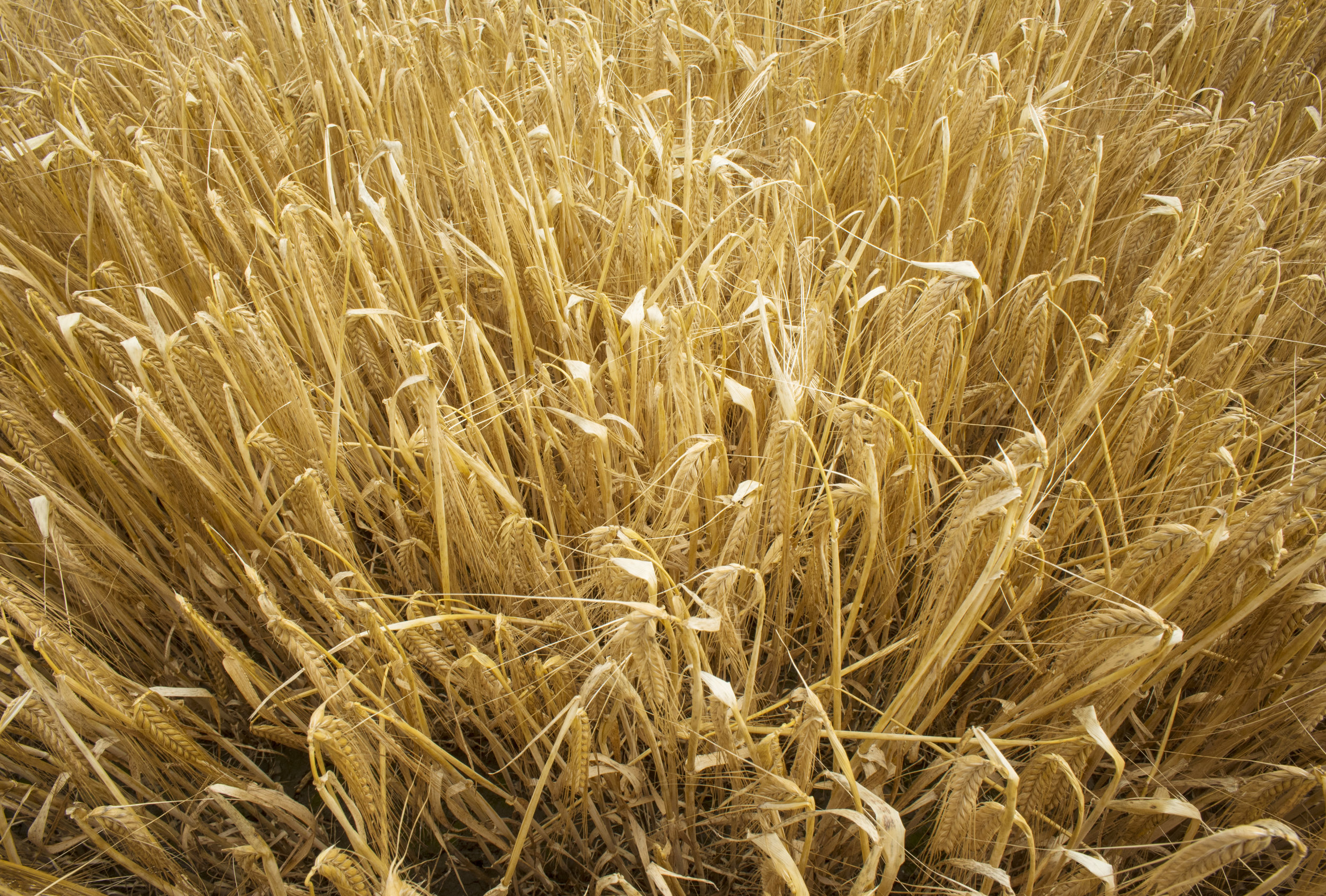 Wheat(or_Barley)_Full_Frame.jpg