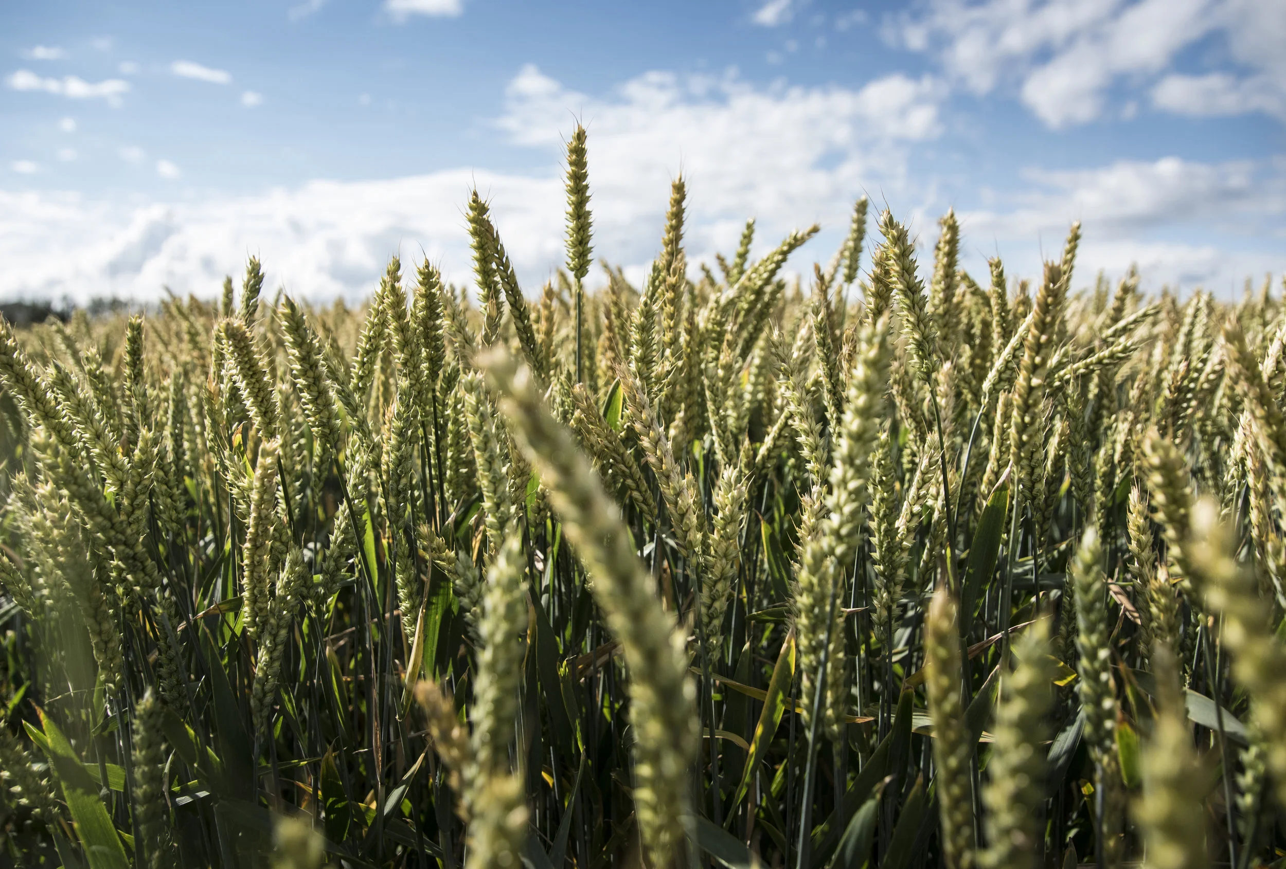 Barley_Green_Horizon.jpg