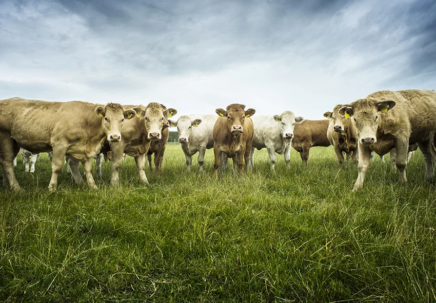 Wide_BeefCattle_Group_Sml.jpg