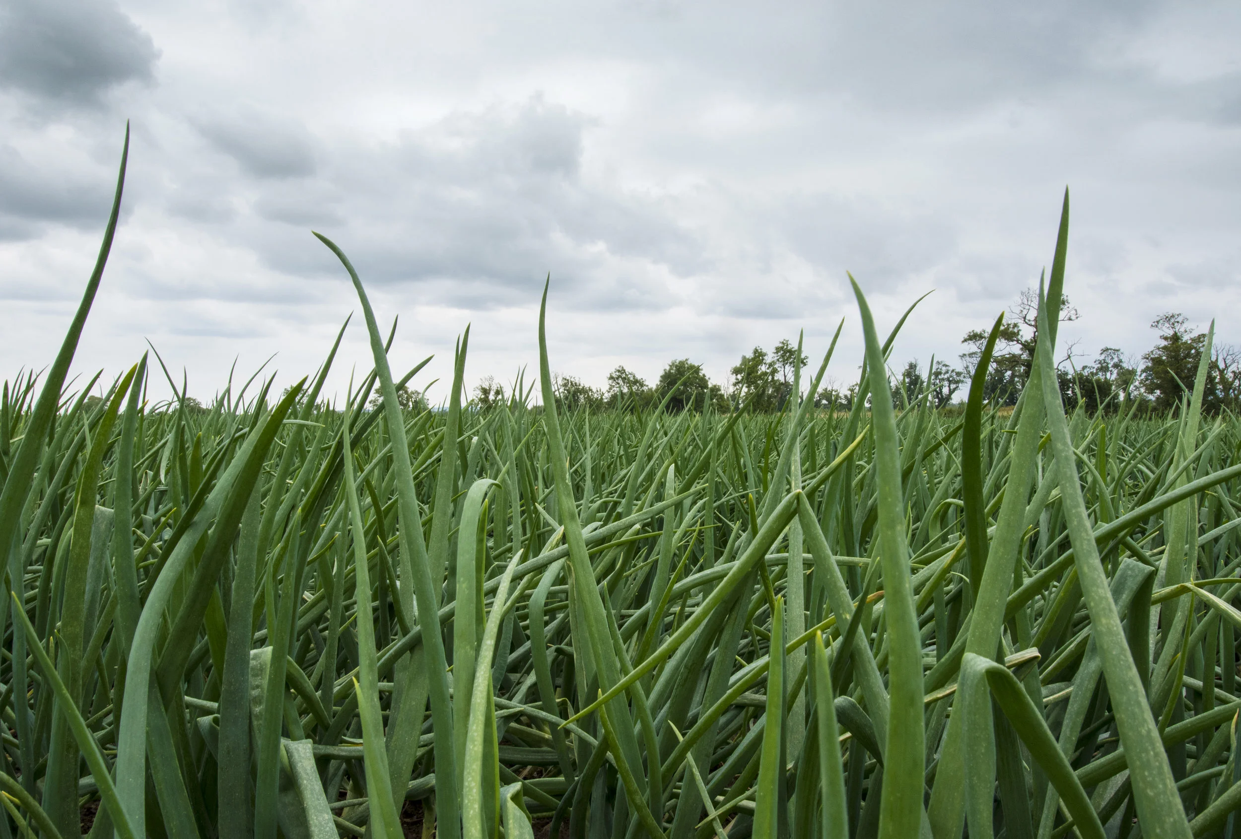Onion_Green_Horizon.jpg