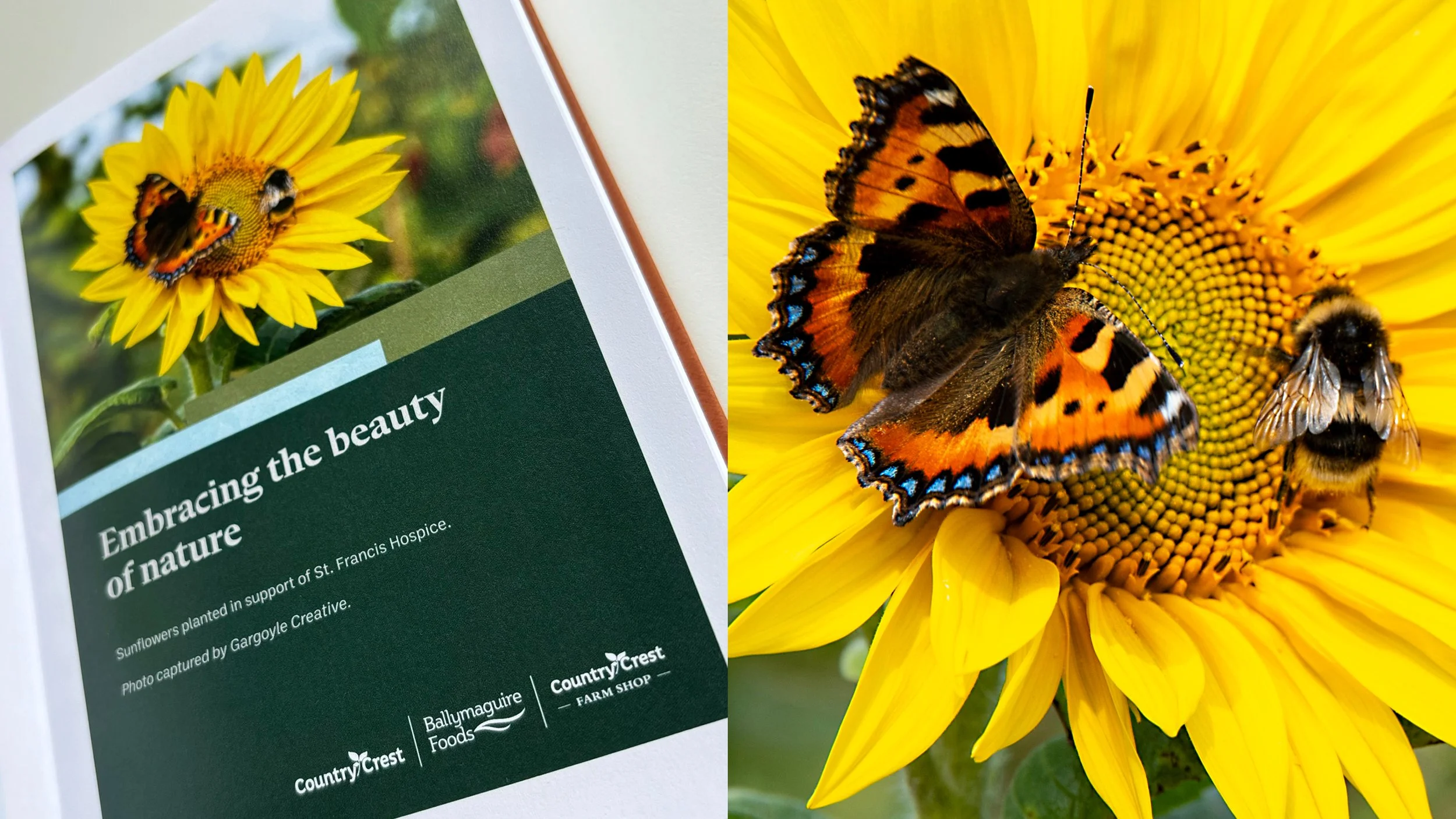 Gargoyle_CountryCrest_Sunflower_2.jpg