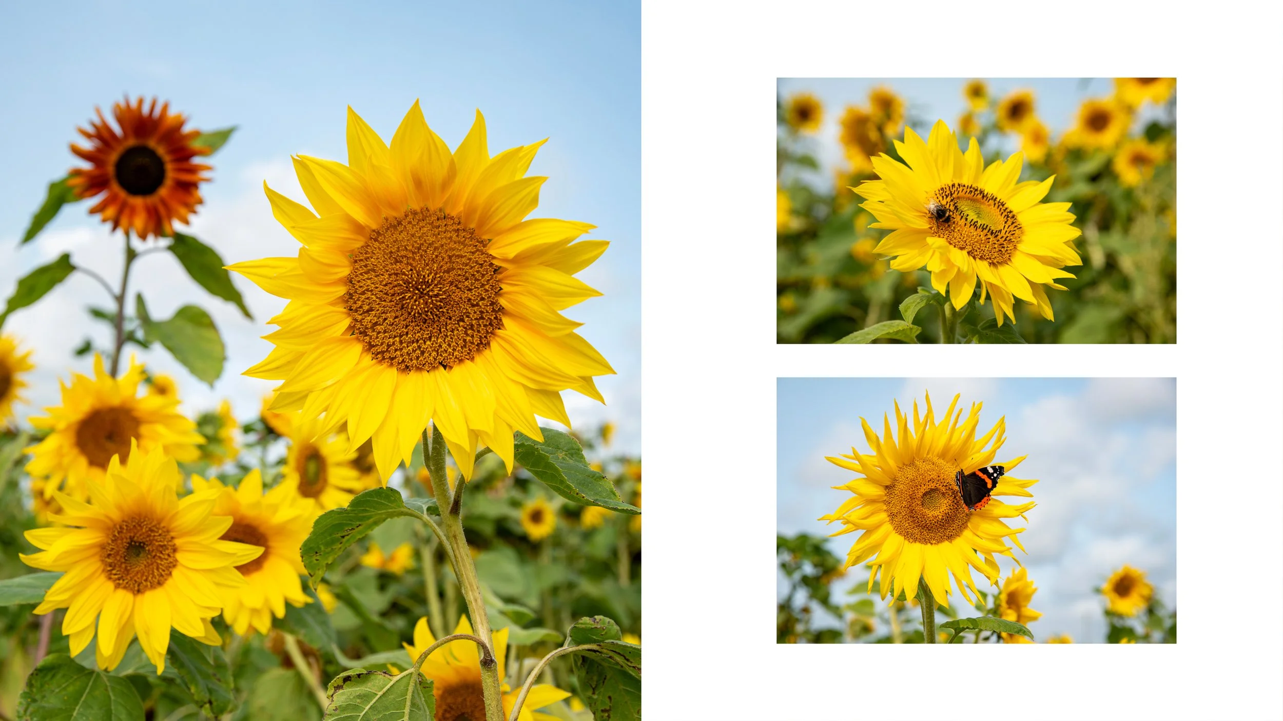 Gargoyle_CountryCrest_Sunflower_3.jpg