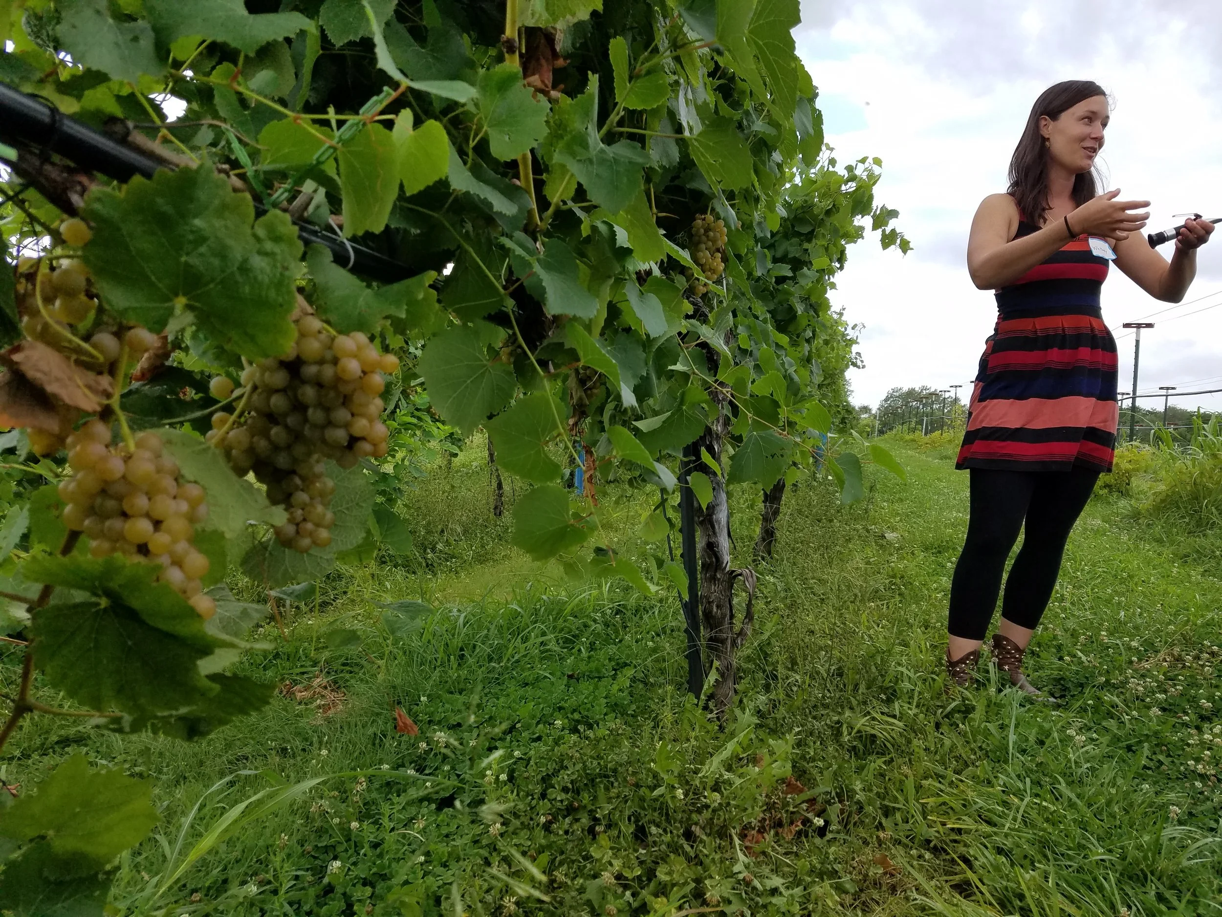 Whitney Ryan, Vox Vineyard's winemaker, leads a tour through the vines on the morning of eclipse day.