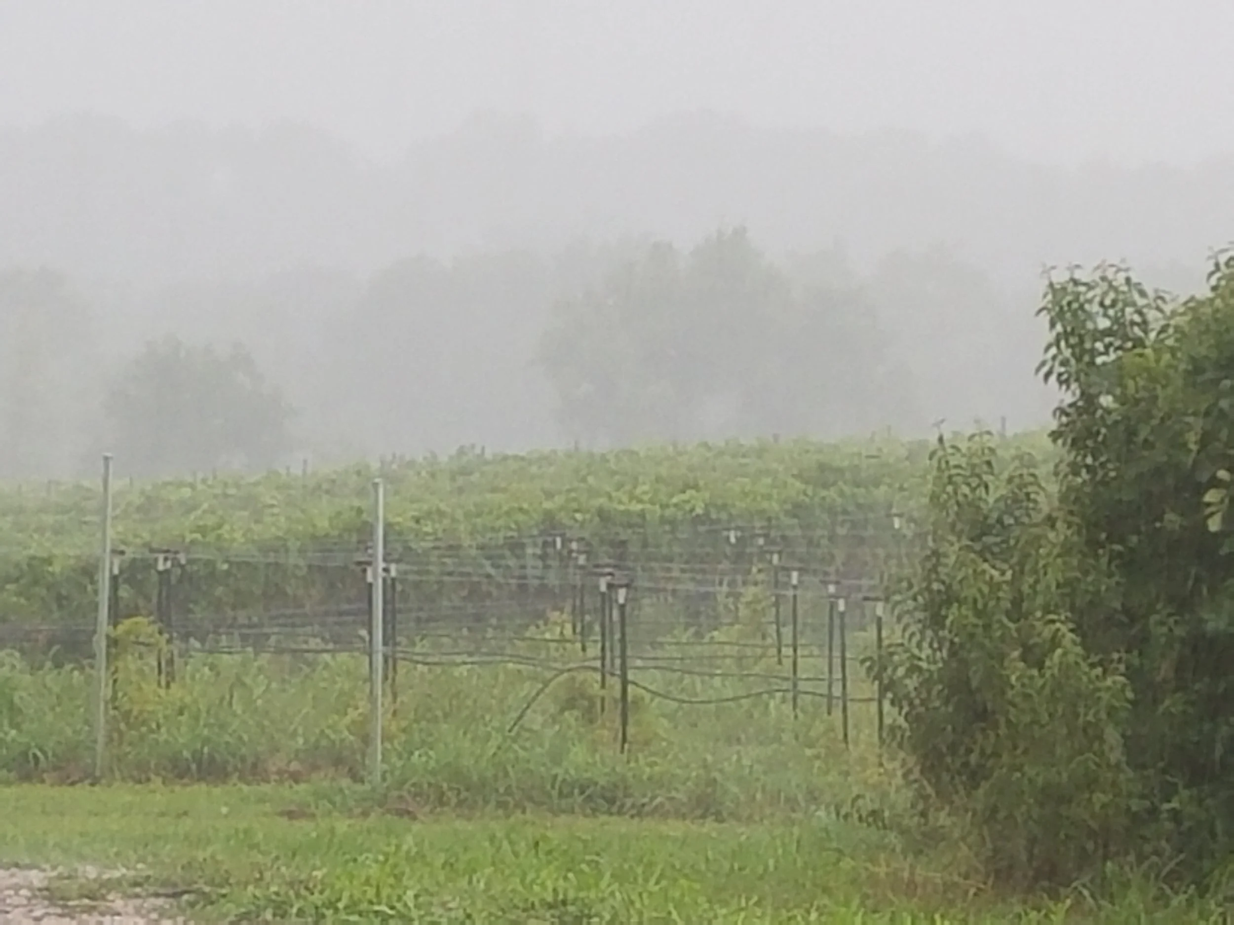 A heavy rain descended on the Vox vines.