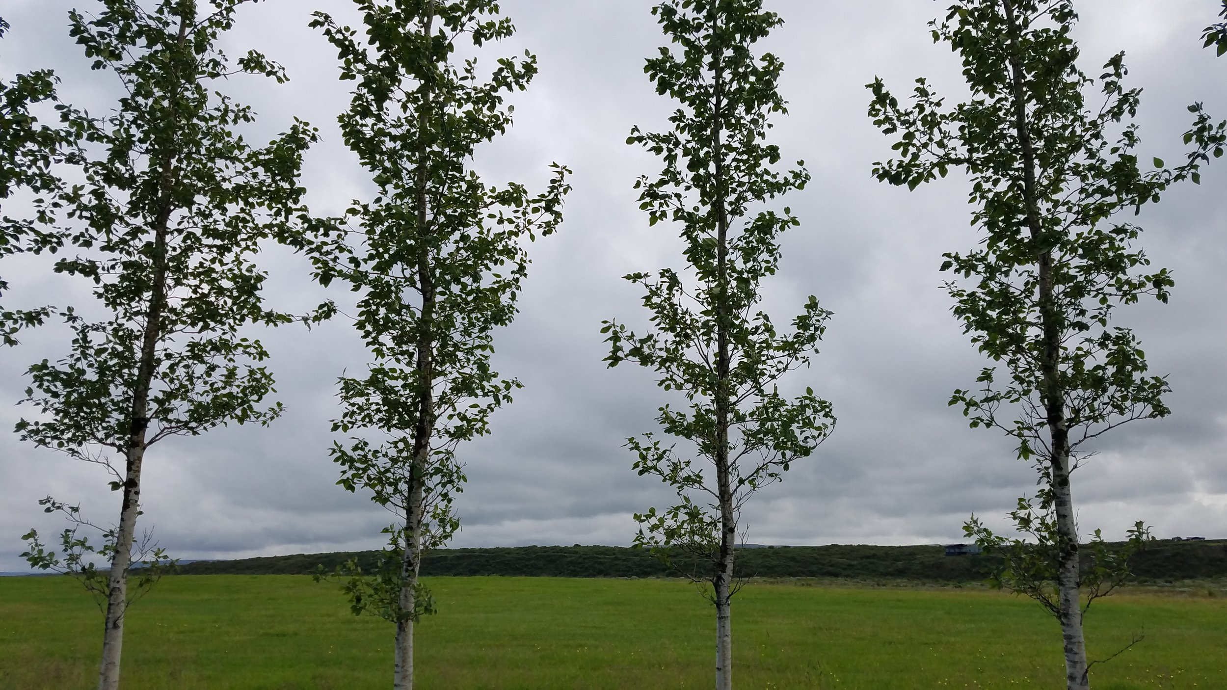 Birch trees, Iceland