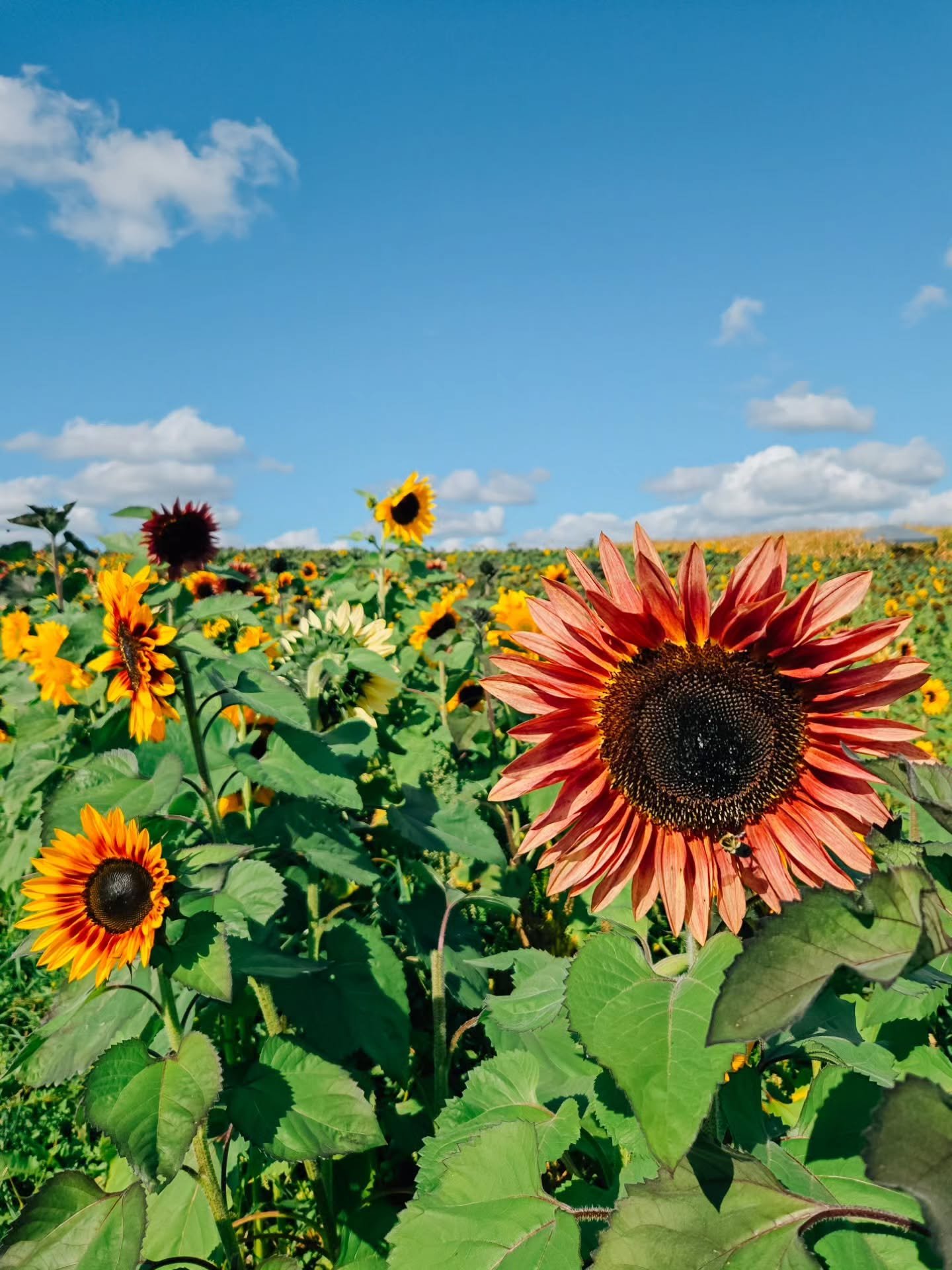 October is here! Time for weekends filled with pumpkin patches,  cider donuts, corn mazes, soccer games, and crisp mountain hikes! It's my favorite month of the year!! 

If you haven't been to @hurricanemeadowsff, it's worth a visit this fall! My boy