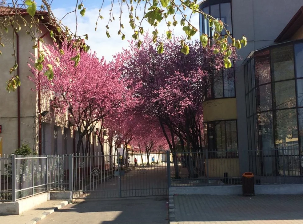 2019: Romania Ramblings #1